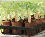 10 bí quyết trồng cà chua tại nhà mau lớn