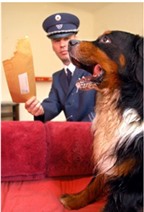 Bưu chính Đức tìm cách đối phó với... chó