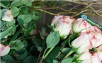 Cách cắm hoa hồng ngày Valentine tuyệt đẹp tặng nửa kia