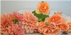 Cách cắm hoa thược dược và hoa hồng để bàn đẹp
