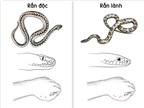 Cách giúp xử trí và sơ cứu hiệu quả khi bị rắn cắn