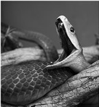 Cách sơ cứu khi bị rắn độc cắn: Bí kíp không thể bỏ qua!
