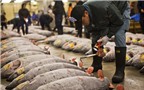 Chợ cá Tsukiji – địa chỉ ẩm thực cho người ‘sành ăn’ ở Tokyo