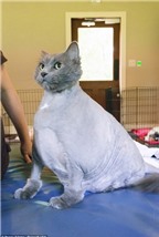 Chú mèo bị cạo trụi lông để tập luyện giảm cân