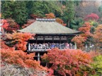 Chùm ảnh du lịch: Cố đô Kyoto vào Thu đẹp không sao tả xiết