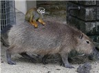 Chuyện lạ thế giới: Khỉ sóc cưỡi chuột lang nước như đi taxi