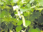 Công dụng chữa bệnh của hoa đậu ván trắng