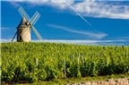 Đến thăm những vùng rượu nho nổi tiếng ở Pháp