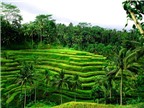 Du lịch Bali trải nghiệm những điều tuyệt vời ở Ubud