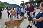 ​Du lịch Nhật Bản tham quan những ‘công dân’ hươu trên đảo Miyajima