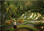 Giải đáp 10 câu hỏi thường gặp khi du lịch đảo Bali