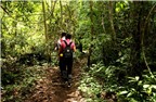 Kinh nghiệm du lịch rừng nhiệt đới
