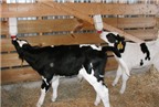 Kỳ lạ cách nuôi bê sữa cái bằng sữa bột cho hiệu quả cao