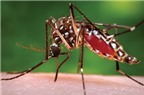 Làm sao để trị vết muỗi đốt?