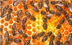 Mật ong nguyên chất và công dụng với sức khỏe