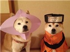 Ngạc nhiên chưa: loài chó Shiba cũng biết chơi cosplay!