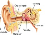 Nhận biết bệnh viêm tai ngoài