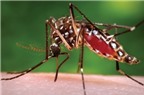 Những cách trị vết muỗi đốt hữu hiệu