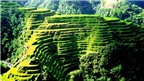 Những ruộng bậc thang châu Á “hút hồn” khách du lịch