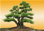 Phân chia các loại cây Bonsai theo nguồn gốc hình thành