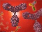 Phát hiện một loại kháng thể có thể đưa vào điều trị 7 loại ung thư