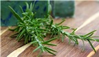 Phương pháp trồng cây hương thảo trong chậu tiện lợi