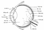 Sinh lý học thị giác (mắt)
