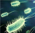 Triệu chứng và phòng ngừa loạn khuẩn do kháng sinh