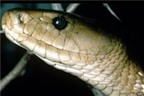 Nọc rắn độc có thể chữa bệnh tim và ung thư