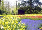 Chùm ảnh: Lễ hội hoa Tulip tại Hà Lan, 7 sắc cầu vồng