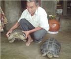 Hai “cụ” rùa được chuyển ra chùa Bái Đính chăm sóc
