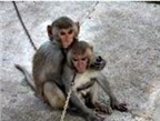 Sốt rét khỉ có thể truyền bệnh cho người?