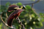 Hơn 100 loài chim ở Indonesia có nguy cơ biến mất