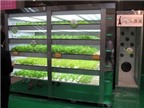 Nhật Bản nghiên cứu trồng rau xanh trong tủ bếp