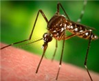 Tạo ra loài muỗi không truyền bệnh