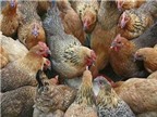 Cách phân biệt gà ta và gà thải loại