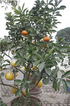 Độc đáo cây bưởi Diễn cho trái cam Canh