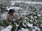 Chuyện lạ: Tuyết rơi ở Sapa lúc giao mùa