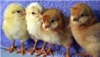Du lịch “nuôi gà con lấy trứng”