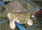 Rùa Hồ Gươm không thể sống lâu trên cạn