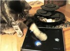 Trò chơi iPad dành cho... mèo