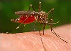 Thuốc trị giun diệt được muỗi gây bệnh sốt rét