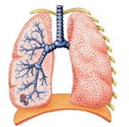 Kiểm soát chứng bệnh tắc nghẽn phổi mãn tính