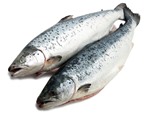 Nhiều lợi ích từ dầu và gan cá hồi Alaska