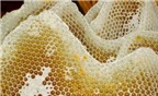 Sáp ong - Vũ khí mới chống lại bệnh ung thư