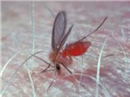 Muỗi cát truyền bệnh gì?