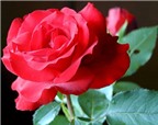 Hoa hồng đỏ cầm máu, chữa viêm họng