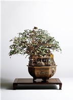 Độc đáo nghệ thuật điêu khắc trên bonsai của Nhật Bản