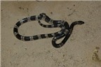 Hình ảnh những loài rắn cực độc và cách chữa trị khi bị cắn