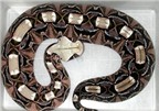 Hình ảnh những loài rắn cực độc và cách chữa trị khi bị cắn (P2)